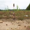 MOJO Outdoors Fuzzy Critter Decoy for Predator Hunting, Great for Coyote and Bobcat Hunting and as a Varmint Decoy, Tail Decoy, Rabbit Decoy view 4