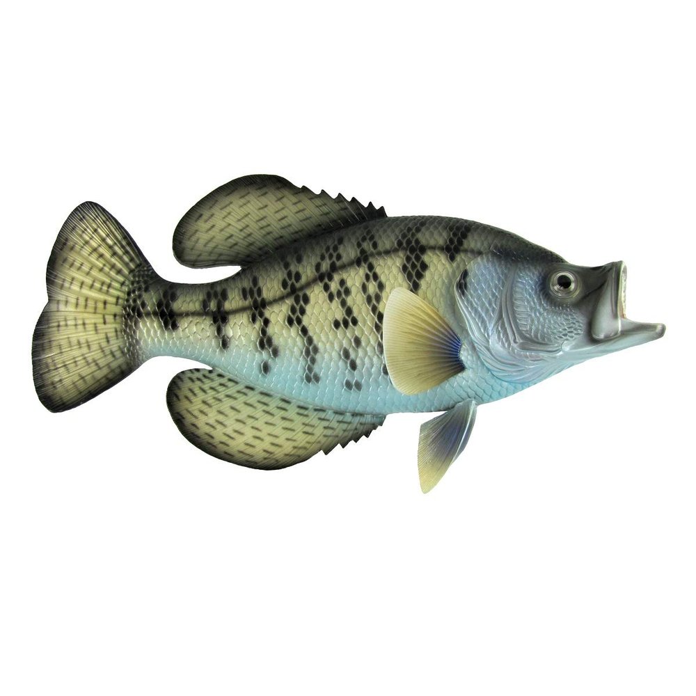 Treasure Gurus Realistic Freshwater Black Crappie 15" Fish Resin Plaque Wall Mount Trophy Taxidermy