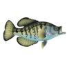Treasure Gurus Realistic Freshwater Black Crappie 15" Fish Resin Plaque Wall Mount Trophy Taxidermy view 1