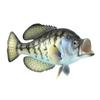 Treasure Gurus Realistic Freshwater Black Crappie 15" Fish Resin Plaque Wall Mount Trophy Taxidermy view 2