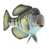 Treasure Gurus Realistic Freshwater Black Crappie 15" Fish Resin Plaque Wall Mount Trophy Taxidermy view 3