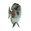 Treasure Gurus Realistic Freshwater Black Crappie 15" Fish Resin Plaque Wall Mount Trophy Taxidermy view 4