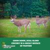 Boonetown Seed Company, Chow Down Dual Forage Chicory - Food Plot Seeds for Deer, Premium Deer Food Plot Seed, 2.5 LB Perennial Dual Blend, 4 Years of Growth, Resistant to Heat, Cold, and Drought view 3