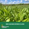 Boonetown Seed Company, Chow Down Dual Forage Chicory - Food Plot Seeds for Deer, Premium Deer Food Plot Seed, 2.5 LB Perennial Dual Blend, 4 Years of Growth, Resistant to Heat, Cold, and Drought view 4