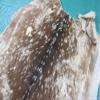 Second Grade Axis Deer Skin Hide Size: 29" X 33" in Deer Skin Axis-532 view 3