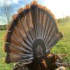Bone Collector Turkey Tool Single Pack view 3