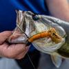 Stroker Craw, Watermelon Candy, 3.3" view 3