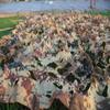 Tactical Area Bulk roll Camouflage Netting Camo Net Blinds Military Nets for Sunshade Camping Shooting Hunting Party Decoration Photography Background Car Covers view 3