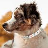 MLB Dog Collar SAN Francisco Giants New Signature PRO PVC-Leather Premium Pet Collars Extra Tough & Durable! Super Stylish! Size: Medium Adjustable 16-20" Length x 1" Width view 4