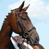 Collegiate Syntovia+ Padded Raised Flash Bridle, Brown, Warmblood view 1
