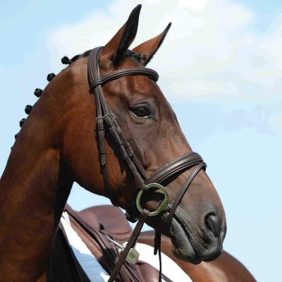 Collegiate Syntovia+ Padded Raised Flash Bridle, Brown, Cob