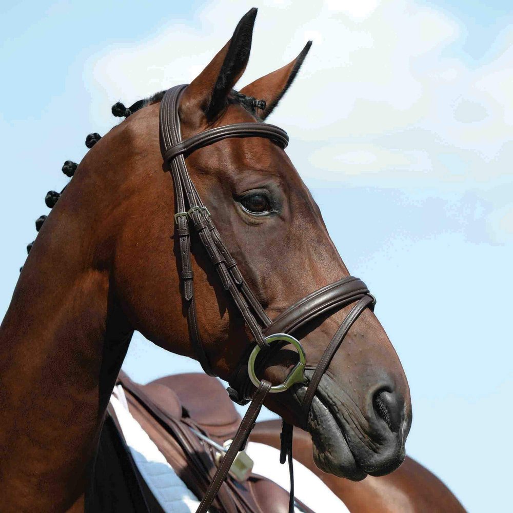 Collegiate Syntovia+ Padded Raised Flash Bridle, Brown, Cob