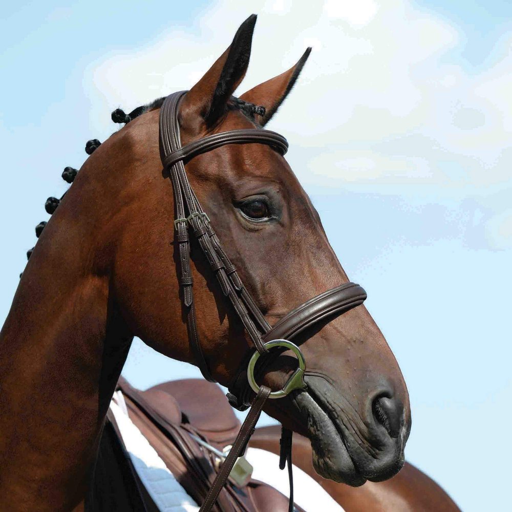 Collegiate Syntovia+ Padded Raised Cavesson Bridle, Brown, Full
