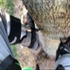 Notch Gecko Aluminum 2.0 Climbers (Tree Gaffs) (41320T) view 3