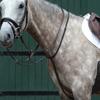 Collegiate Essential Plain Flat Running Martingale, Brown, Warmblood view 2