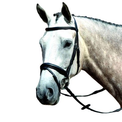 Collegiate Essential Padded Raised Flash Bridle, Black, Pony