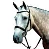 Collegiate Essential Padded Raised Cavesson Bridle, Brown, Warmblood view 1