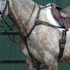 Collegiate Essential 5-Point Breastplate, Brown, Cob view 2