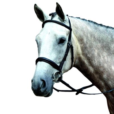 Collegiate Essential Padded Raised Cavesson Bridle, Black, Cob