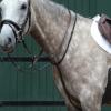 Collegiate Essential Plain Flat Running Martingale, Brown, Cob view 2