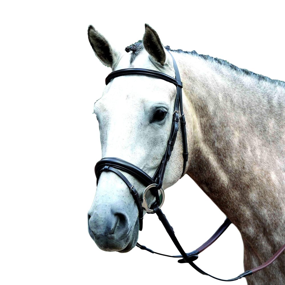 Collegiate Essential Padded Raised Flash Bridle, Brown, Pony