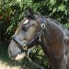 Windsor Leather Horse Pony Headcollar in Black or Havana Full, Havana view 1