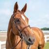 ExionPro Exion English Hunter Jumping Bridle for Horses with Removable Flash Soft Yet Strong Rubber Reins | Royal Hunter Bridle | English Bridle for Horses view 2