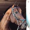 ExionPro Exion English Jumping Bridle for Horses with Combined Flash Noseband | Anatomical Monocrown Padded Headpiece & Rubber Reins | Black/Brown Show Bridle for Eventing & Training view 2