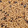 Evolved Harvest Mean Bean PRO 10LB view 3