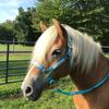 Tahoe Tack Patterned Nylon Adjustable Horse Halters with Padded Noseband and Matching 10 Soft Grip Lead Rope (Full/Average, Blue Chevron and Hurricane Blue) view 3