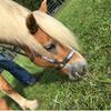 Tahoe Tack Patterned Nylon Adjustable Horse Halters with Padded Noseband and Matching 10 Soft Grip Lead Rope (Full/Average, Paisley and Charcoal) view 3