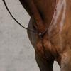 Suffolk Raised Standing Martingale, Color: Brown, Size: Pony-P/S view 1