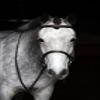 Grewal Equestrian Arnold IV Square Raised Hunter Bridle, English Horse Tack view 4