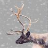 Magnet Elk Car Magnetic Vinyl Bumper Sticker 5'' x 4'' view 1