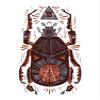 Magnet All Seeing Eye - Beetle One - Red Car Magnetic Vinyl Bumper Sticker 5'' x 4'' view 1