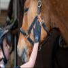 Isabella Ladies Synthetic Leather Equestrian Horse Riding Gloves, Black, Brown, Navy, White sz 5-9 (Navy, X-Large) view 3