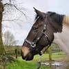 equilibrium Stellar Head Collar Small Brown view 2