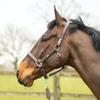 equilibrium Stellar Head Collar Small Brown view 4