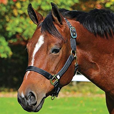 Dura-Tech Fully Padded Nylon Horse Halter | Horse Halter Designed Avoid Rubs | Adjustable Halter Horse Crown and Curb | 1 Double Ply Nylon | Halters for Horses | Cob Size | Color Navy