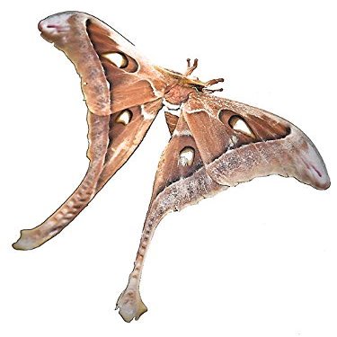 Magnet Hercules Moth Car Magnetic Vinyl Bumper Sticker 5'' x 4''