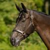 Dura-Tech Premier Saratoga Padded Leather Halter for Horses | Soft Buffalo Leather with Adjustable Fit & Padded Comfort | Size Thoroughbred view 2