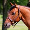 Dura-Tech Premier Belmont Leather Halter for Horses | Triple-Stitched Buffalo Leather | Adjustable Fit with Throat Snap | Durable for Turnout or Stable Use | Size Thoroughbred view 2