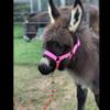 HalterUp Mini Foal Halter and Lead Rope Set  Adjustable Soft Halter with 5' Matching Lead  Fits Miniature Donkey Foals  Multiple Colors (Pink, Foal/Newborn (up to 6 Months)) view 2