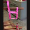 HalterUp Mini Foal Halter and Lead Rope Set  Adjustable Soft Halter with 5' Matching Lead  Fits Miniature Donkey Foals  Multiple Colors (Pink, Foal/Newborn (up to 6 Months)) view 3