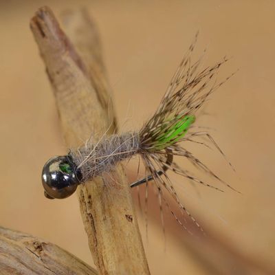 Region Fishing Tungsten Bead Peeping Caddis Jig Fly - Euro Nymph Flies - Hanak Hooks (6ct Hook #14)