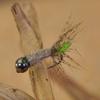 Region Fishing Tungsten Bead Peeping Caddis Jig Fly - Euro Nymph Flies - Hanak Hooks (6ct Hook #14) view 1