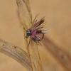 Tungsten Bead Frenchie Jig Fly - Euro Nymph Flies - Hanak Hooks (6ct Hook #16) view 1