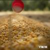 Big Tine Deer Corn Coating, Cherry On Top Flavor, 16 oz Container, Great Addition to Wildlife Feed, Long Lasting Scent, Packed with Vitamins and Minerals view 4