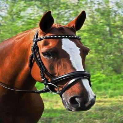 KL Select Cadence Noseband Flash Crank Cob Size- Black