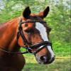 KL Select Cadence Noseband Flash Crank Cob Size- Black view 1